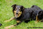 Boardercollie - Mix R�de