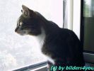 Hauskater