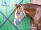 Hannoveraner Hengst 3 j�hrig